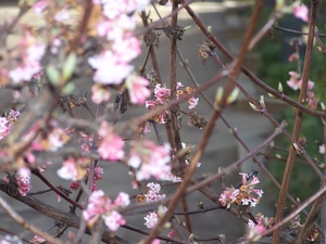 Flowers, Hoja