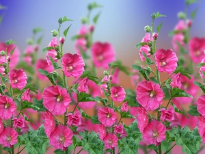 Flowers, Hollyhocks, 2D Graphics, Pink