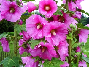 beatyfull, Hollyhocks