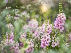 Flowers, Hollyhocks, blurry background, Pink