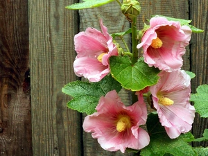 Hollyhocks, Fance