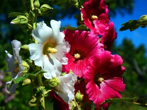 flourishing, Hollyhocks