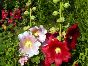 flourishing, Hollyhocks