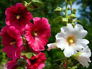 flourishing, Red, Hollyhocks, White