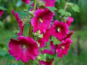 flourishing, Hollyhocks