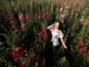 Flowers, girl, Asian, Hollyhocks