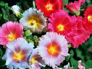 Hollyhocks, color, Flowers