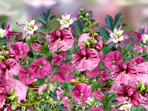 Flowers, Columbines, graphics, Hollyhocks