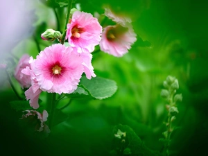 Flowers, Hollyhocks