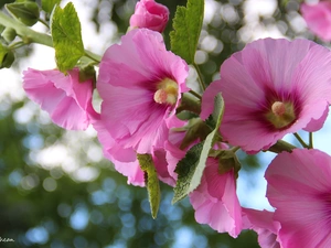 Pink, Hollyhocks