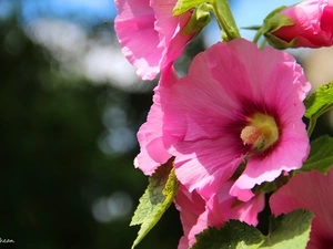 Pink, Hollyhocks