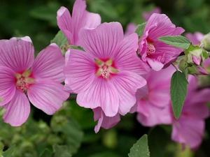 Hollyhocks, Flowers, Pink