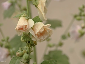 Hollyhocks, pale pink