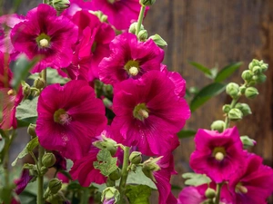 Purple, Hollyhocks