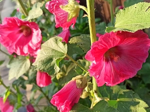 Hollyhocks, Flowers, Red