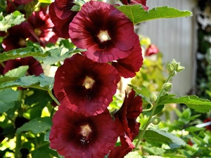 Red, Hollyhocks