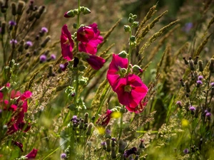 Hollyhocks, teasel