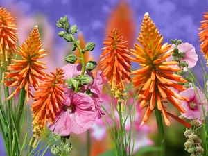 Trytoma groniasta, Flowers, Hollyhocks