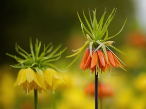 Yellow Honda, checkerboard, Imperial, Orange