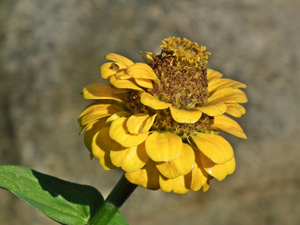 nature, zinnia, Yellow Honda, Colourfull Flowers