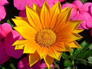 Yellow Honda, Pink, Flowers, Gazania