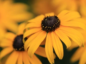 Yellow Honda, Rudbeckia, rapprochement, Blossoming