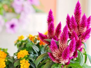 Pink, Chinese, Yellow Honda, False Spirea