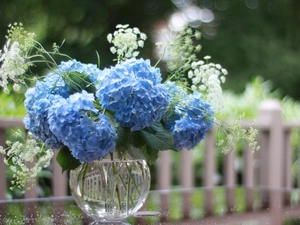 Hortense, bouquet, Blue