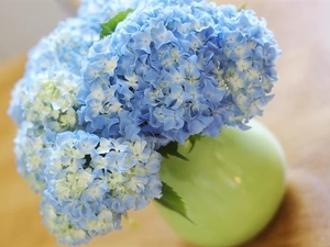 Hortense, Blue, Flowers