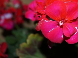 Close, geranium, red hot
