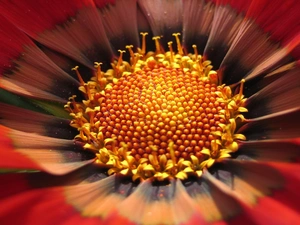 Gazania, Flower, red hot
