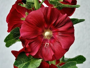 red hot, rapprochement, blur, mallow