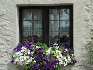 petunias, Window, front, house, parapet, Flowers