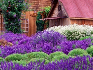 house, lavender, Garden