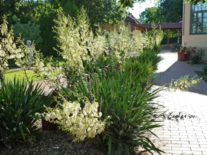 house, Juka, Pavement