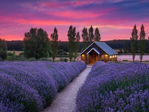 trees, Path, west, house, lavender, viewes, sun