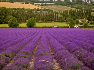 viewes, Houses, lavender, trees, field
