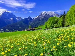 Mountains, Meadow, Houses, Spring, woods, Flowers