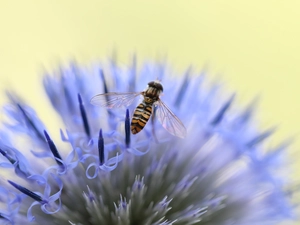 Echinops, Insect, Marmalade Hoverfly, Colourfull Flowers