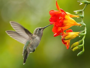 freesia, humming-bird, Colourfull Flowers