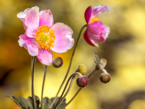 Buds, Pink, Anemone Hupehensis