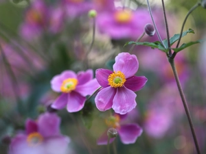 Flowers, Pink, Anemone Hupehensis