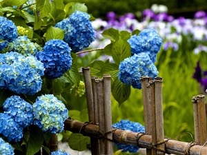 Hurdle, Blue, hydrangea