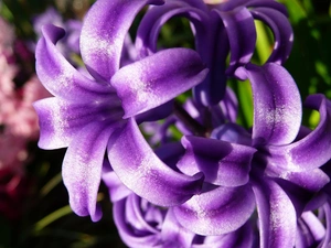 hyacinth