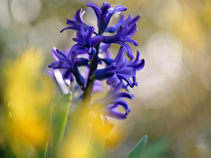 blue, Colourfull Flowers, hyacinth