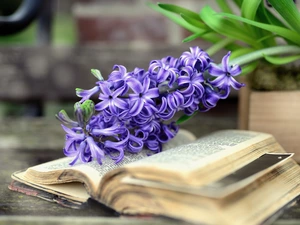 Book, Colourfull Flowers, hyacinth