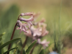 Colourfull Flowers, Pink, hyacinth