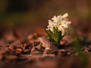 Colourfull Flowers, White, hyacinth