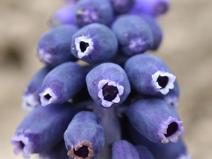 hyacinth Muscari