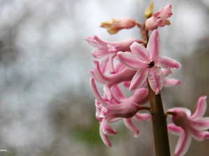 hyacinth, Pale pink